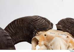  Skull Mouflon Ovis orientalis 